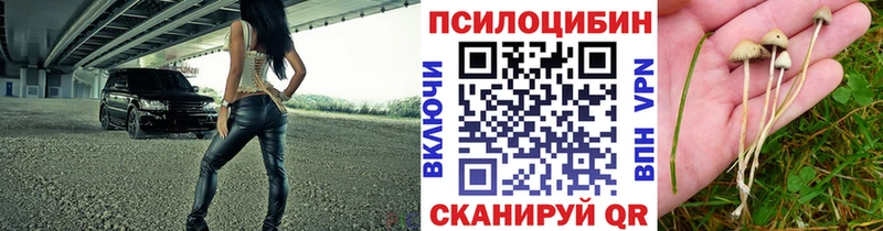 как найти закладки  Бахчисарай  Псилоцибиновые грибы Psilocybine cubensis 